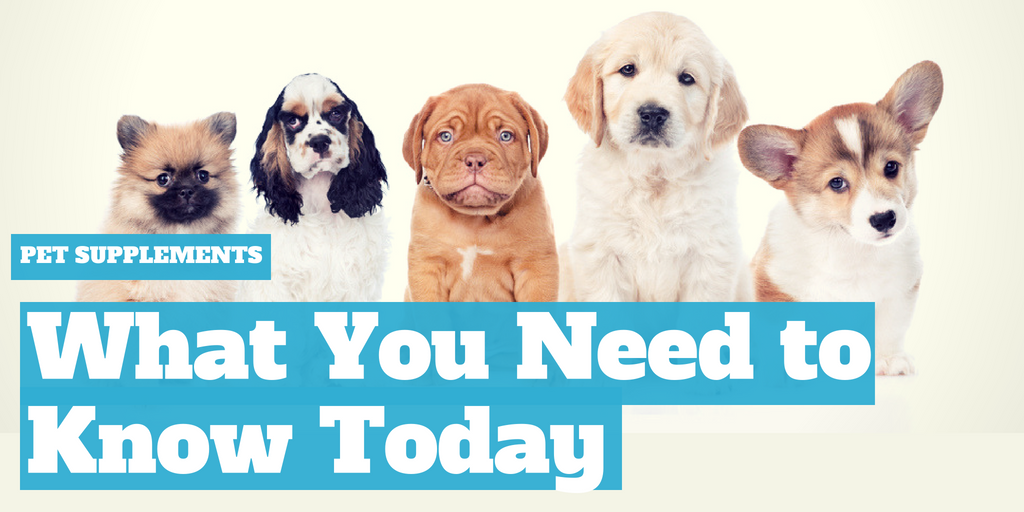 Pet Supplements: What You Need to Know Today
