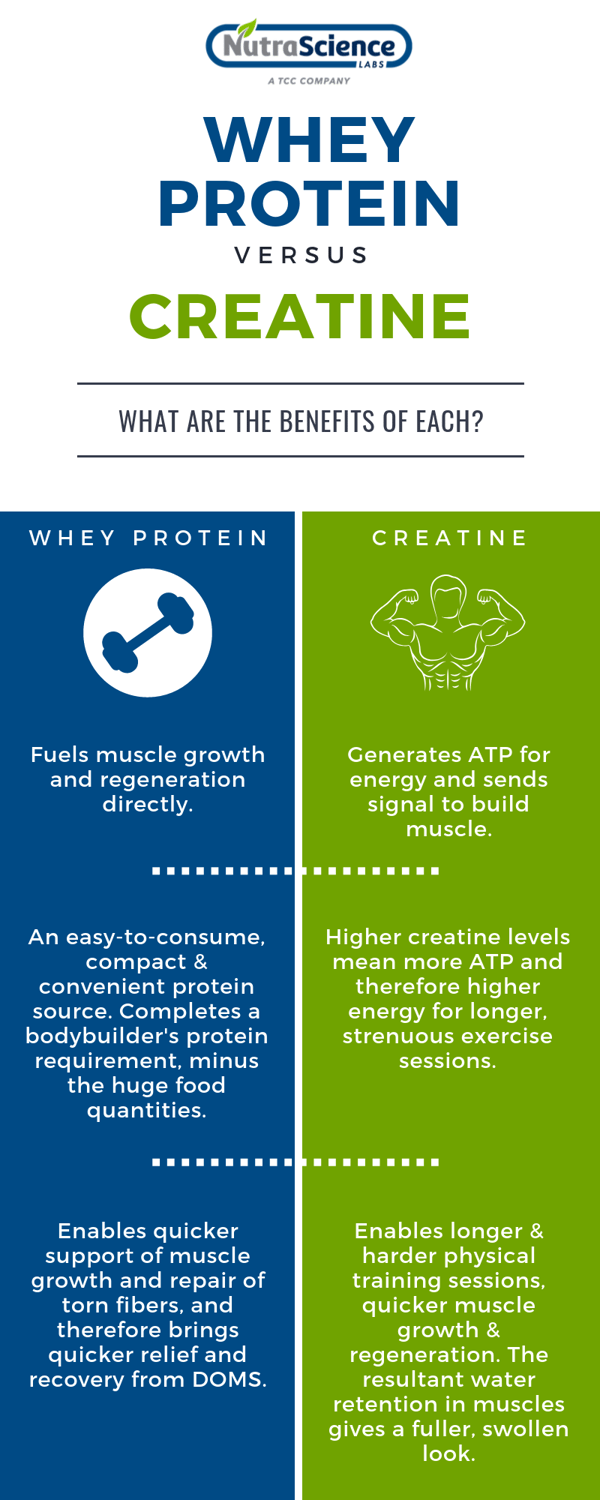 Benefits of Whey Protein Versus Creatine Infographic