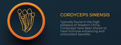 Cordyceps Sinensis Health Benefits