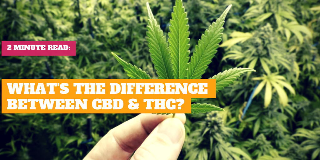 What's the Difference Between CBD & THC?